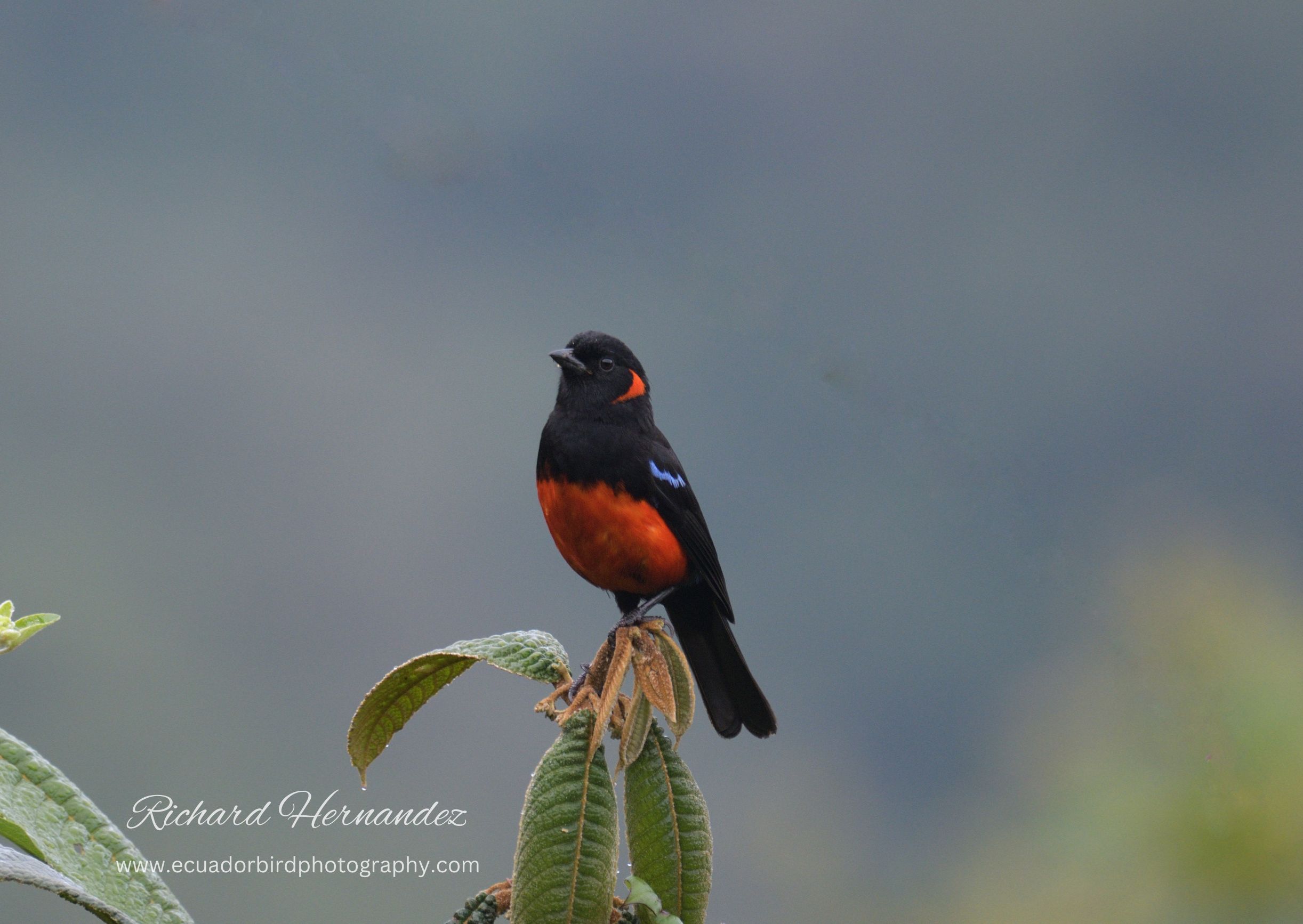 scarlet-bellied mountain tanager